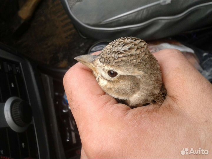 Певчие птицы
