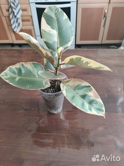 Фикус эластика триколор