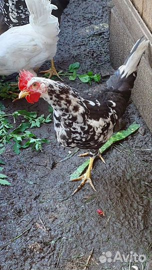 Молодые петухи