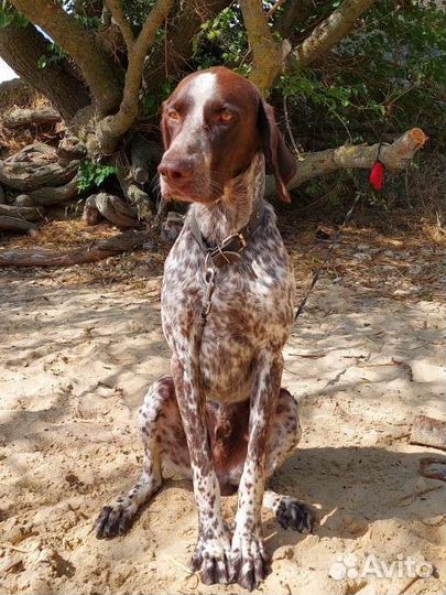 Курцхаар вязка