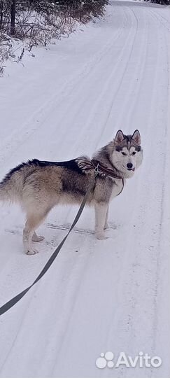 Вязка