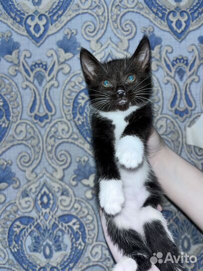 Кошки в добрые руки бесплатно