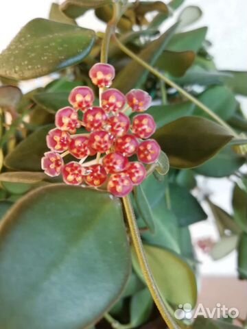 Хойя билобата