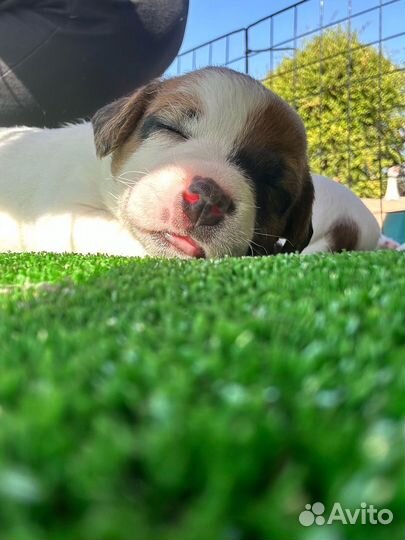 Джек рассел терьер