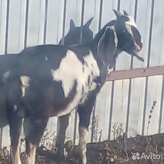 Нубийский козел