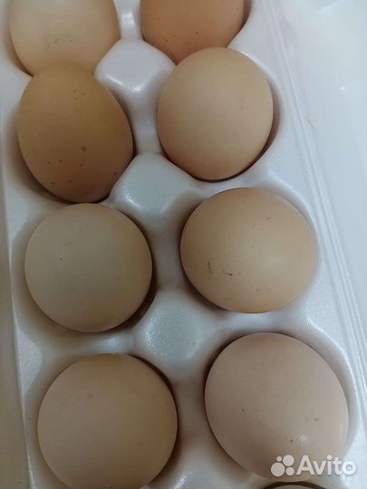 Яйца перепелиные и куриные
