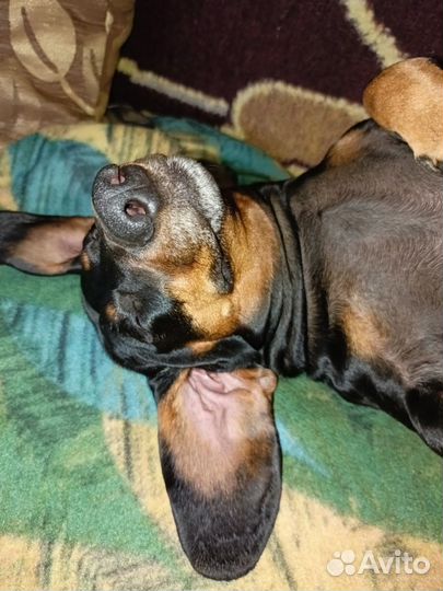 Вязка кобель такса