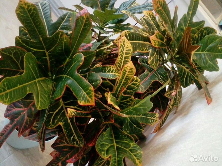 Кодиеум кротон 6 летний