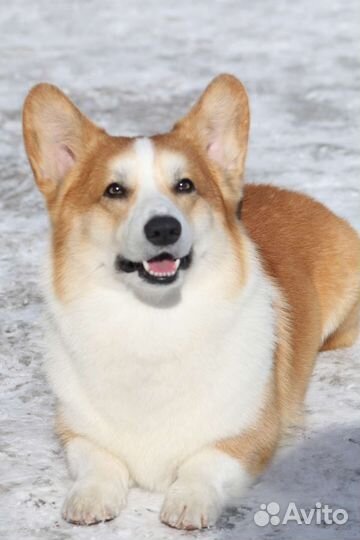 Вязка Кобель вельш-корги пемброк