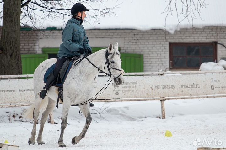 Аренда лошади, соревнования, конный спорт