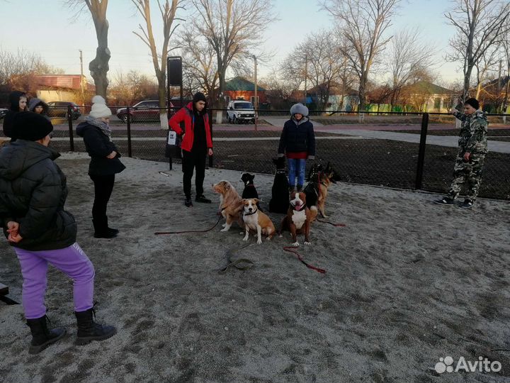 Дрессировка и воспитание собак