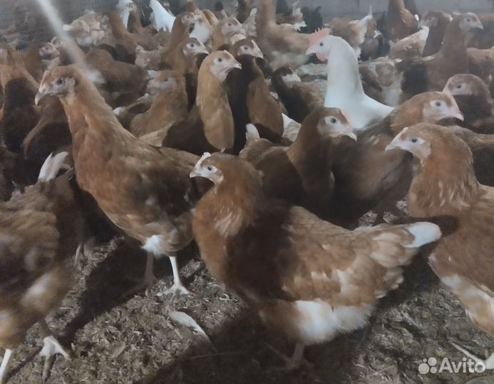 Куры несушки