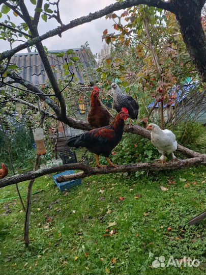 Молодые петушки