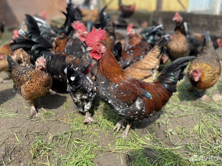 Карликовый петух