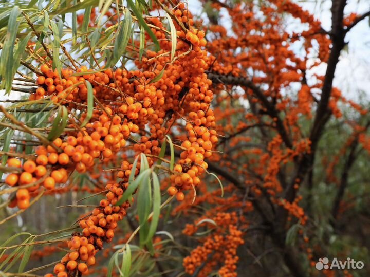 Облепиха саженцы