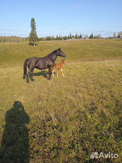 Лошадь с жеребенком