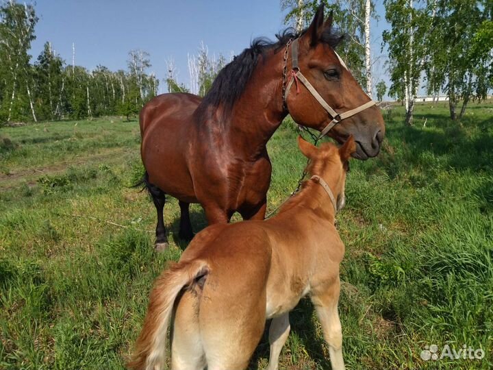 Советский тяжеловоз