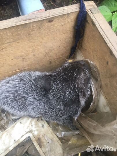 Котята британские в Добрые руки