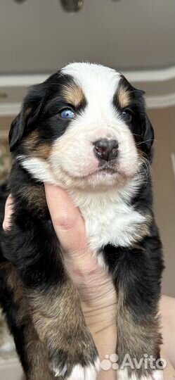 Бернский зенненхунд