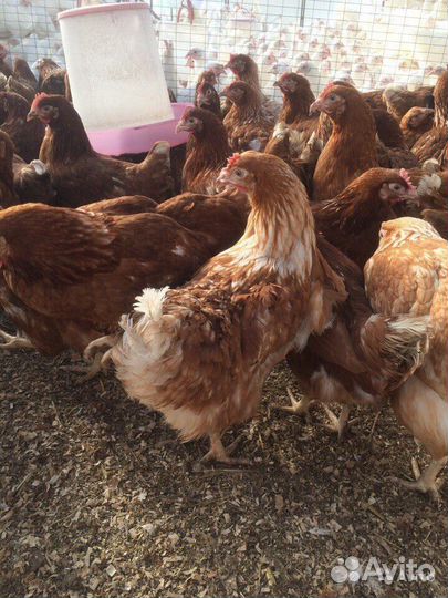 Куры несушки молодые 135 дней