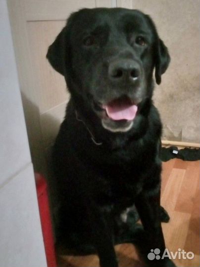 Щенки лабрадора