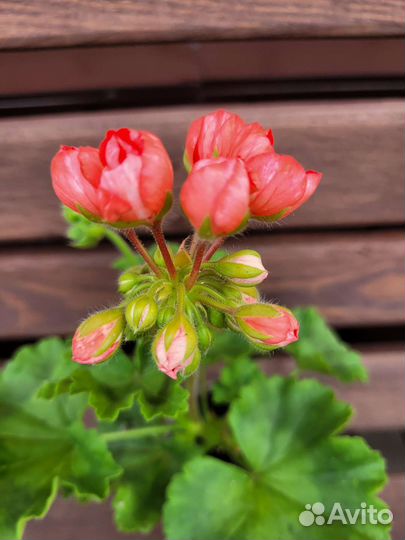 Пеларгония герань сортовая