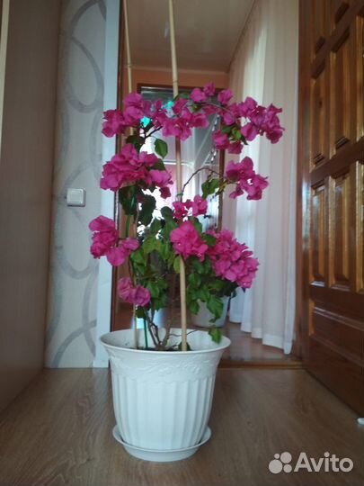 Бугенвиллея