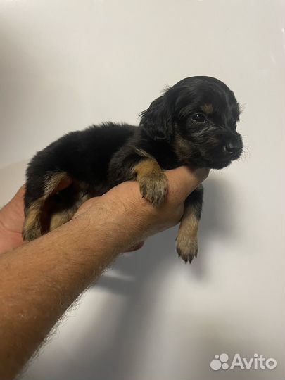 Щенки таксы