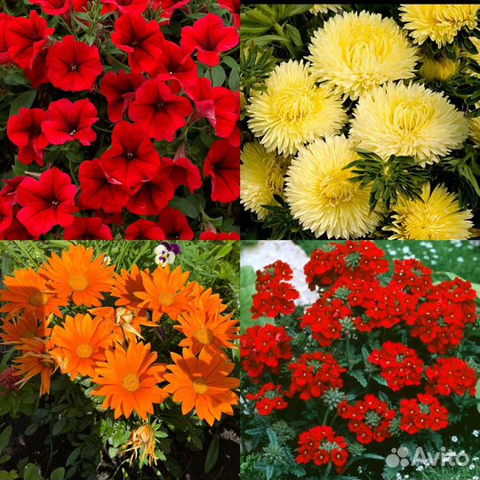 Рассада однолетних цветов