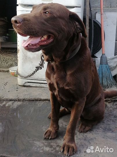 Собака лабрадор