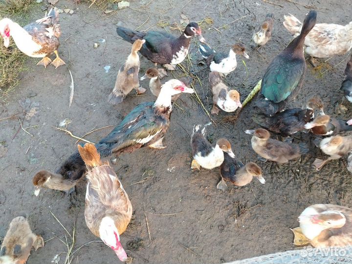 Мускусные утки, утята