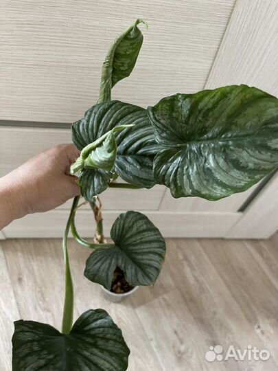 Филодендроны