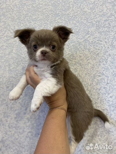 Девочка чихуахуа