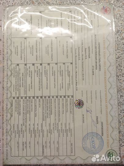 Вязка кобель