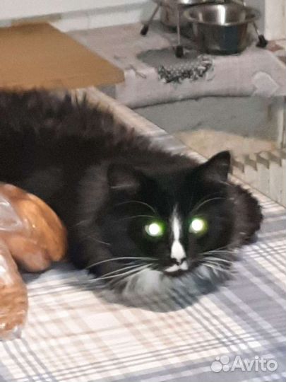 Кот в добрые руки