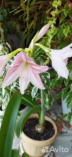 Гиппиаструм варьегатный, редкое растение