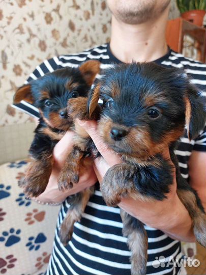 Йоркширский терьер