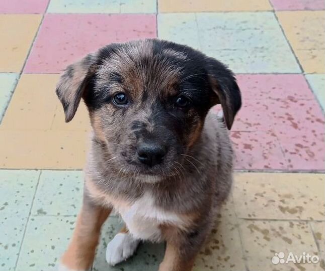 Щенок девочка немецкой овчарки в добрые руки