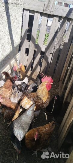 Молодые петухи