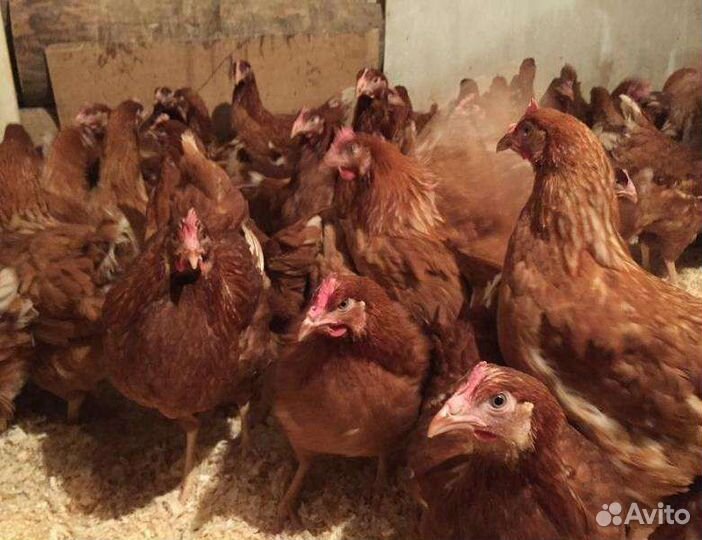 Шикарные молодки Доминанты, 4 месяца