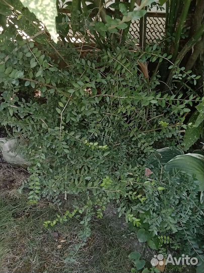 Жимолость шапочная