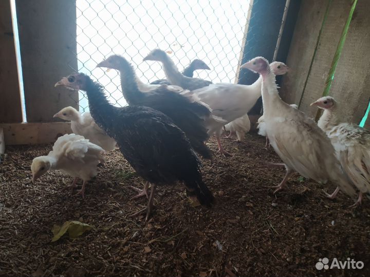 Курицы индюки