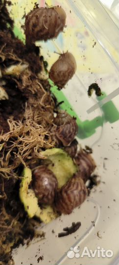 Отдаю малышей улиток-ахатин