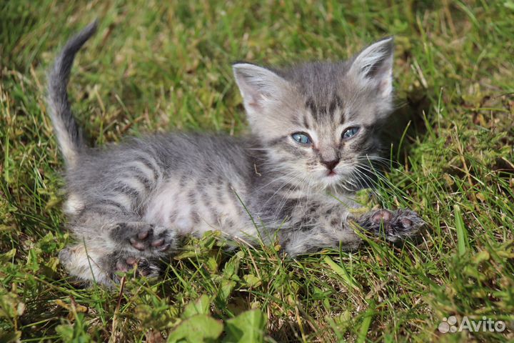 Котенок в добрые руки