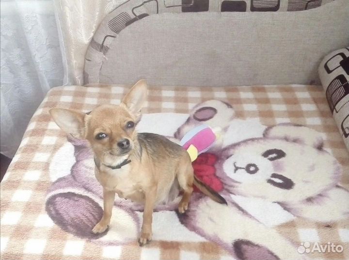 Мини той-терьер вязка