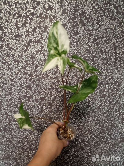 Сингониумы, сцендапсусы