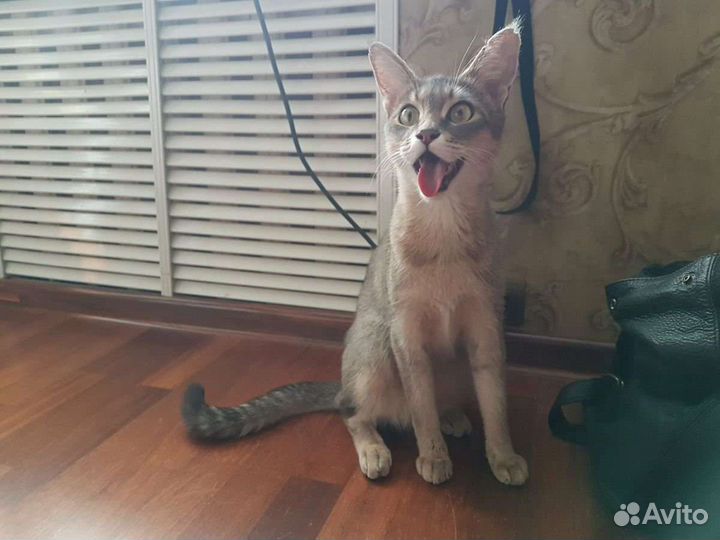 Котята Чаузи