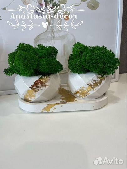 Кашпо со мхом