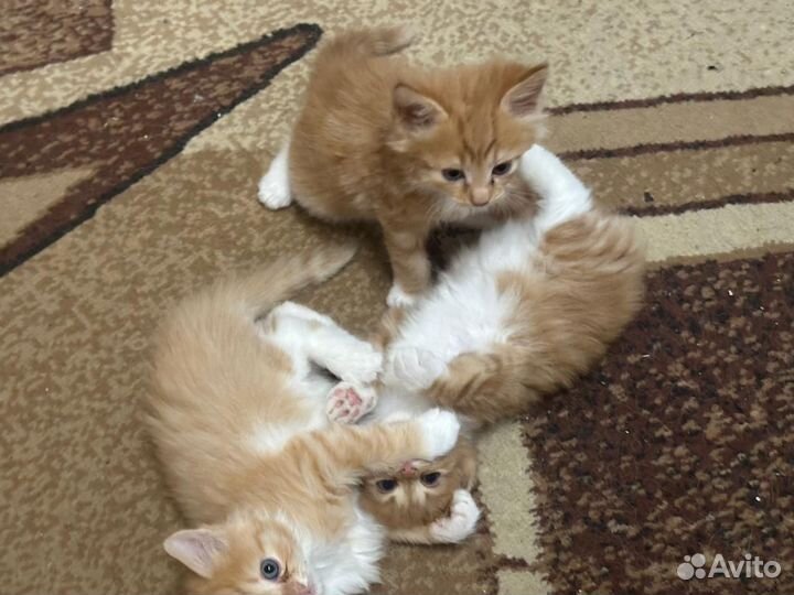 Рыжие кошки бесплатно