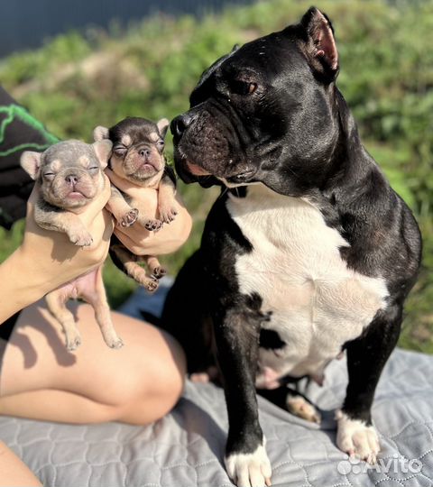 Французский бульдог щенки